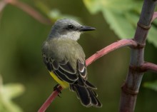 Great Kiskadee (female) / Great Kiskadee (female)