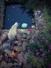 Katze und Lilie / ***