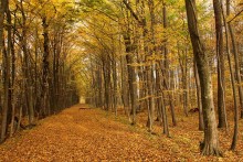 raschelnde Herbst Alleen / ***