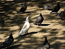Odd man out / ***