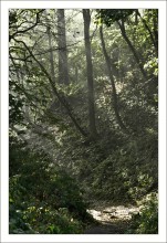 Waldpfad / .......
