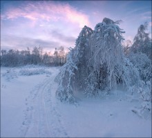 Shaggy Winter. / ***