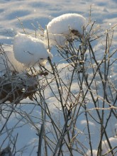 Snow Caps / ***