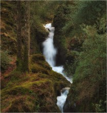 Glendalough im Dickicht II ... ... / ***