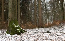 Skizzen von den Winterwald / *****