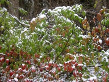 ** Schnee ist gefallen, aber nicht gefallenen Blätter ** / ***