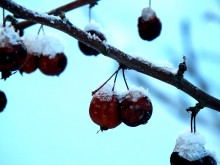 Zwergapfel besmertie Natur / ***