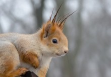 Wie schützen Sie meine neue Frisur gefallen? / ***