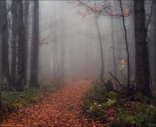 / Durch den Nebel / / [img]http://fotki.by/originals/BBC/11/93_39bbc.jpg[/img]
