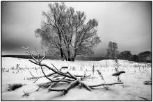 schwarze und weiße Winter / ***