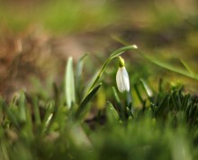 Die ersten Frühlingsboten / ***