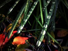 Nach dem Regen / sonyericssonvivaz U5, mobilephoto