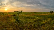 Über Sonnenuntergang mit Holunder / ***