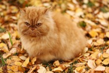 Herbst-Katze / ***