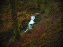 Glendalough im Dickicht ... III ... / ***