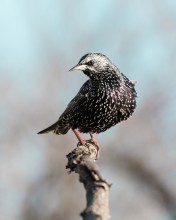 Starling flog / ***