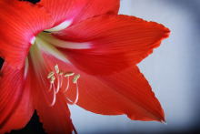 Amaryllis / ***