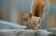 American red squirrel / ***