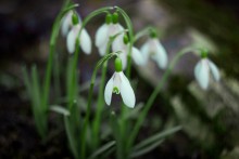 Schneeglöckchen / ***