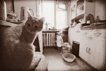 Katzen Foto / ***