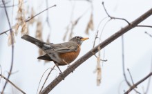 American Robin / Turdus migratorius