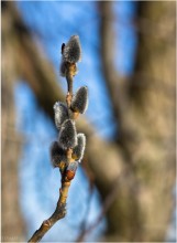 Am Palmsonntag! / ***