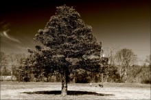 The tree / ...