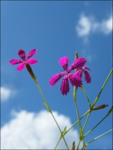 Wilde Nelke / ***
