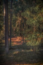 Wald von Katyn. Trail of the Dead. / ***
