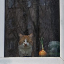 Für Lieblings Fenster / ***