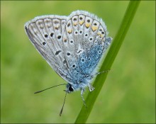 Schmetterling-Kupfer-Schmetterling / ***
