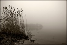 The fog / Swan pond
