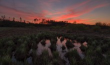 Sonnenuntergang mit bläulich-grünen Igel am Wasserloch / ***