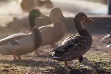Ducks / ***