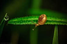 Kleine Schnecke / .......