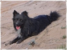Hund "Hans" / ***