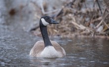 ...one of arrivals of 2014 / Canadian geese