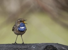 Blaukehlchen / ***