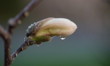 Tulip Magnolia / Tulip Magnolia