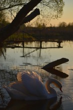 Sunset Swan / ***