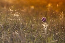 Schlaf-Gras bei Sonnenuntergang / ***