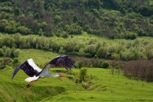 Storch / ***