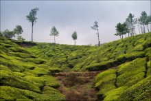 Munnar Nachbarschaft / ***