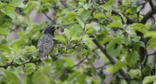 Success Starling / ***