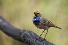 Blaukehlchen / ***