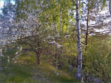 Apfelbaum in voller Blüte / ***