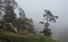 Nebel / ***