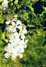 Apple blossoms. / Soon we will be able to enjoy apples.