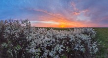 Blühende Distel im Morgengrauen. / ***