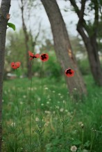 Mohn / ***